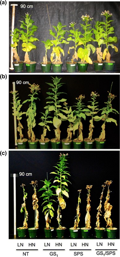 Impact of concurrent overexpression of cytosolic glutamine synthetase (GS1) and sucrose phosphate synthase (SPS) on growth and development in transgenic tobacco.